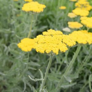 Achillea 'Moonshine' ---